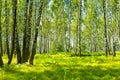 Birch forest at summer Royalty Free Stock Photo