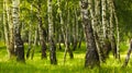 Birch forest while summer season