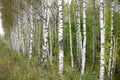 Birch forest in sunlight in the morning .