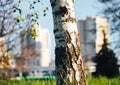 Birch forest in sunlight Royalty Free Stock Photo