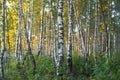 birch forest in sunlight in the morning