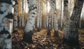 birch forest in sunlight in the morning, autumn nature landscape Royalty Free Stock Photo