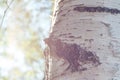 Birch forest in sunlight Royalty Free Stock Photo