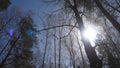 Birch forest in sunlight in the morning. Birch grove in autumn