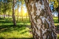 Birch forest in sunlight in the morning Royalty Free Stock Photo