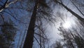 Birch forest in sunlight in the morning. Birch grove in autumn Royalty Free Stock Photo