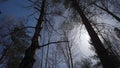 Birch forest in sunlight in the morning. Birch grove in autumn