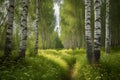 birch forest in sunlight in the morning, natural landscape background. Generative AI Royalty Free Stock Photo