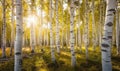 birch forest in sunlight in the morning, soft focus Royalty Free Stock Photo