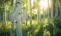 birch forest in sunlight in the morning, soft focus background Royalty Free Stock Photo