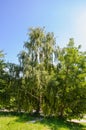 Birch forest in sunlight in the morning Royalty Free Stock Photo