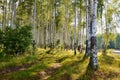 Birch forest sunlight Royalty Free Stock Photo