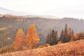 Birch forest in sunny afternoon while autumn season. Autumn Landscape. Ukraine. Royalty Free Stock Photo