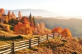 Birch forest in sunny afternoon while autumn season. Autumn Landscape. Ukraine. Royalty Free Stock Photo