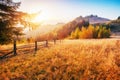 Birch forest in sunny afternoon while autumn season. Autumn Landscape. Ukraine. Europe Royalty Free Stock Photo