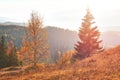 Birch forest in sunny afternoon while autumn season. Autumn Landscape. Ukraine. Royalty Free Stock Photo