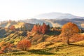 Birch forest in sunny afternoon while autumn season. Autumn Landscape. Ukraine. Royalty Free Stock Photo