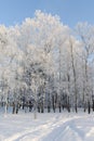 The birch forest in sunny winter day Royalty Free Stock Photo