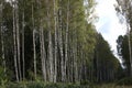 Birch forest at noon illuminated by the sun. Royalty Free Stock Photo