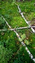 Birch in the forest Royalty Free Stock Photo