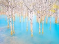 Birch forest in turquoise water. Abraham Lake. Banff National Park, Alberta, Canada. Royalty Free Stock Photo