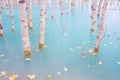 Birch forest in turquoise water. Abraham Lake. Natural scenery in fall time. Mountain lake and trees. Photo for background and wal Royalty Free Stock Photo