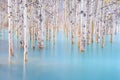 Birch forest in turquoise water. Abraham Lake. Natural scenery in fall time. Mountain lake and trees. Photo for background and wal Royalty Free Stock Photo