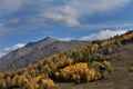 Birch forest under blue sky in Kanas, Xinjiang