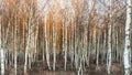 Birch forest in warm sunrise light Royalty Free Stock Photo