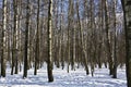 Birch forest in winter Royalty Free Stock Photo