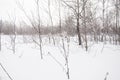 Birch forest in winter in black and white Royalty Free Stock Photo