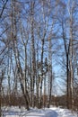 Birch forest in winter. Landscape with footpath in snow Royalty Free Stock Photo