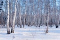 Birch forest winter landscape Royalty Free Stock Photo