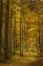 Birch forrest in colorful autumn light, Logarska dolina, Slovenija Royalty Free Stock Photo