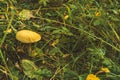 Birch fungus Leccinum in grass of autumn forest. Collection of wild woodland products for harvesting