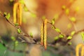 Birch gosling in spring close up Royalty Free Stock Photo