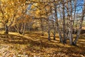 The birch on the grassland in autumn