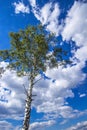 Birch with green leafs and nice cloud sky