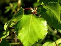 Birch with green leaves in summer. Thicket Royalty Free Stock Photo