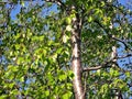 Birch with green leaves in summer. Thicket Royalty Free Stock Photo