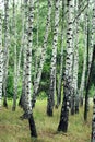 Birch grove Royalty Free Stock Photo
