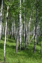 Birch grove