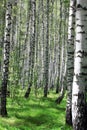 Birch grove