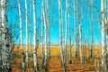 Birch grove