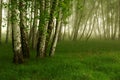 Birch grove Royalty Free Stock Photo