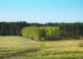 Birch grove against the backdrop of a pine forest. Royalty Free Stock Photo