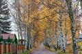 Birch grove along the road, birch alley in autumn Royalty Free Stock Photo