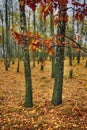birch grove in autumn day Royalty Free Stock Photo