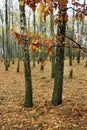 birch grove in autumn day Royalty Free Stock Photo