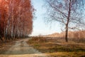 Birch grove in autumn. Dirt road along grove Royalty Free Stock Photo